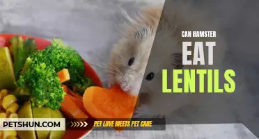 Can Hamsters Eat Lentils: A Guide to Feeding Your Furry Friend