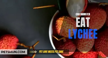 Are Lychees Safe for Hamsters to Eat? A Guide for Pet Owners