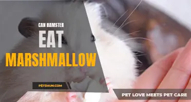 Discover the Surprising Answer to: Can Hamsters Eat Marshmallows?