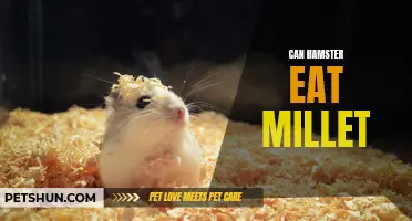 Can Hamsters Eat Millet? A Guide to Feeding Your Furry Friend