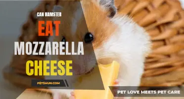 Can Hamsters Eat Mozzarella Cheese?