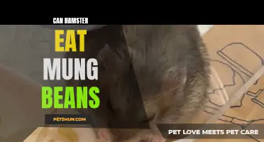 Can Hamsters Eat Mung Beans: What You Need to Know