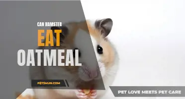 Can Hamsters Safely Eat Oatmeal?