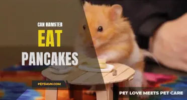 Can Hamsters Enjoy Eating Pancakes?