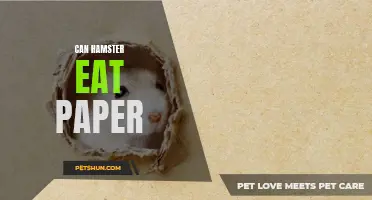 Can Hamsters Eat Paper: A Guide to Hamster Diet and Safety