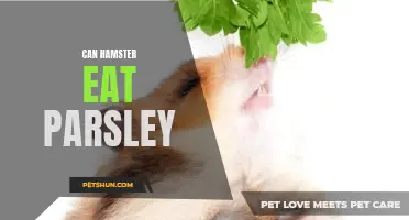 Can Hamsters Eat Parsley? Find Out Here!