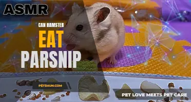 Can Hamsters Eat Parsnip? A Guide to Feeding Your Pet the Right Foods