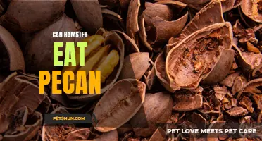 The Fascinating Truth: Can Hamsters Eat Pecans or Is It Unsafe?