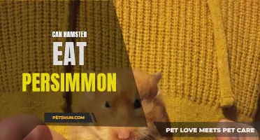 Can Hamsters Eat Persimmon? All You Need to Know