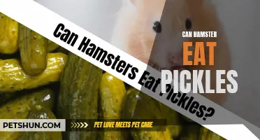Exploring the Feasibility of Hamsters Eating Pickles: What You Need to Know