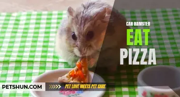 Is Pizza Safe for Hamsters? Learn What You Can Feed your Furry Friend!