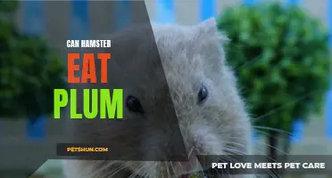 Can Hamsters Eat Plums? The Truth Revealed!