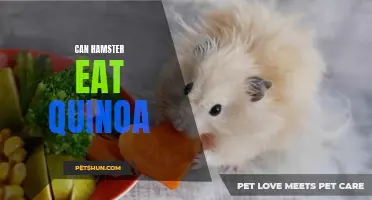 Quinoa: A Delicious and Nutritious Addition to Your Hamster's Diet