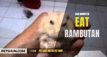 Exploring the Safety of Feeding Rambutan to Hamsters: What You Need to Know