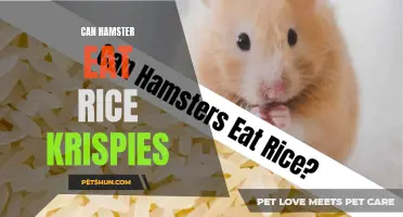 Discover the  Do's and Don'ts: Can Hamsters Eat Rice Krispies?