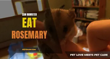 Can Hamsters Eat Rosemary? A Guide to Feeding Your Furry Friend