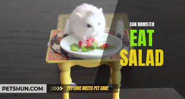 Can Hamsters Eat Salad? A Guide to Feeding Your Furry Friend