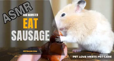 Can Hamsters Eat Sausage: What You Need to Know