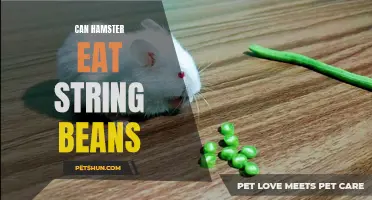 Discover if it's Safe for Hamsters to Eat String Beans