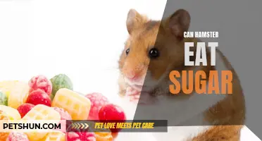 Exploring the Impacts of Sugar Consumption on Hamsters