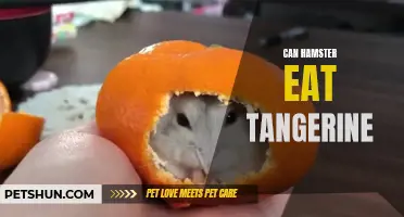 Exploring the Diet of Hamsters: Can They Eat Tangerines?