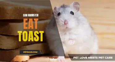Exploring the Diet of Hamsters: Can They Eat Toast Safely?