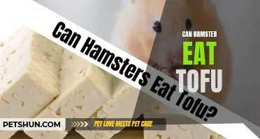Can Hamsters Eat Tofu? Everything You Need to Know