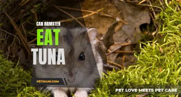 Can Hamsters Eat Tuna? A Guide to Feeding Your Furry Friend