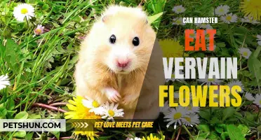 Discover the Safest Diet for Your Hamster: Can Hamsters Eat Vervain Flowers?