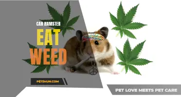 Can Hamsters Eat Weed? A Guide to Feeding Your Furry Friend