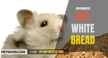 Can Hamsters Safely Consume White Bread as a Part of Their Diet?