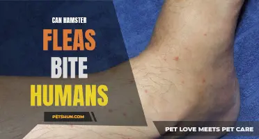 Understanding Whether Hamster Fleas Can Bite Humans