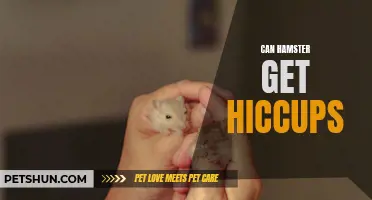Unraveling the Mystery: Can Hamsters Really Get Hiccups?