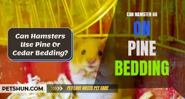 Can Hamsters Be Kept on Pine Bedding?