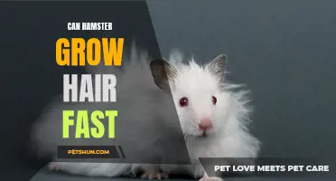 The Science Behind How Hamsters Can Grow Hair Quickly