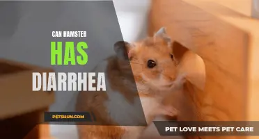 Understanding Diarrhea in Hamsters: Causes, Symptoms, and Treatment