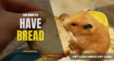 Can Hamsters Eat Bread: A Guide to Hamster Nutrition and Dietary Needs