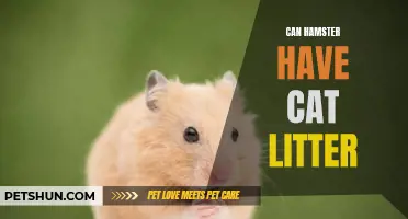 Can Hamsters Use Cat Litter? Here's What You Need to Know