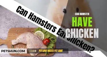 Can Hamsters Eat Chicken? Understanding the Diet of Pet Hamsters