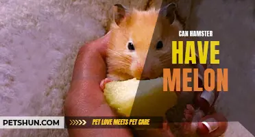 Can Hamsters Eat Melon? Everything You Need to Know