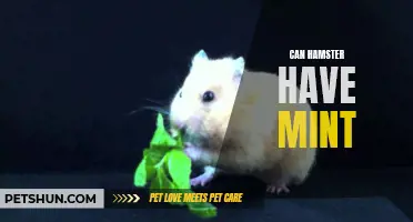 Can Hamsters Eat Mint? A Complete Guide for Hamster Owners