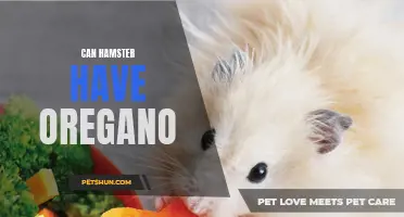 Can Hamsters Eat Oregano? A Comprehensive Guide to Hamster Diet
