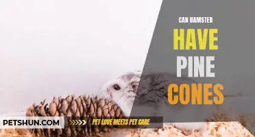 Will Pine Cones Harm Hamsters? The Truth About Pine Cone Safety for Your Pet Hamster