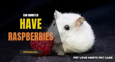 Exploring the Feasibility of Feeding Raspberries to Hamsters