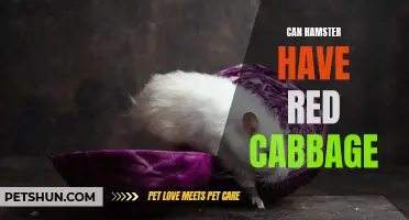 Can Hamsters Eat Red Cabbage: A Comprehensive Guide