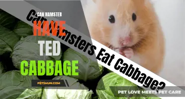 Can Hamsters Eat Red Cabbage? All You Need to Know