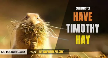 Can Hamsters Eat Timothy Hay? The Surprising Answer Revealed