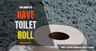 Is it Safe for Hamsters to Play with Toilet Paper Rolls?