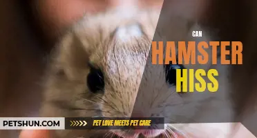 Can Hamsters Hiss? Unveiling the Surprising Behavior of Hamsters