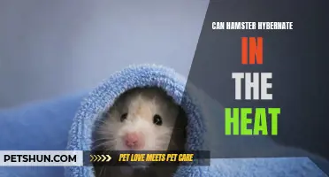 Exploring the Possibility: Can Hamsters Hibernate in Hot Temperatures?